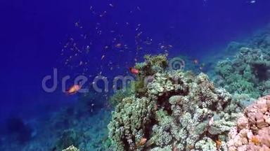 在红海的背景上，五颜六色的鱼在水下形成鲜艳的绿色珊瑚。